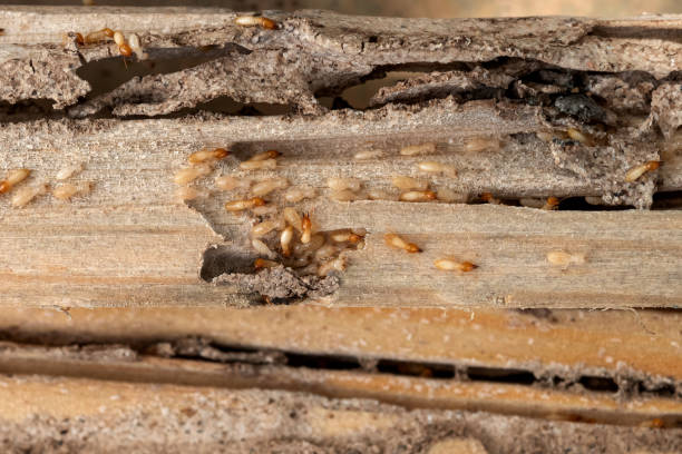 Best Pest Prevention Services  in Foster Brook, PA