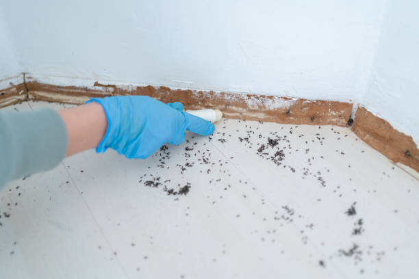 Best Cockroach Control Services  in Foster Brook, PA